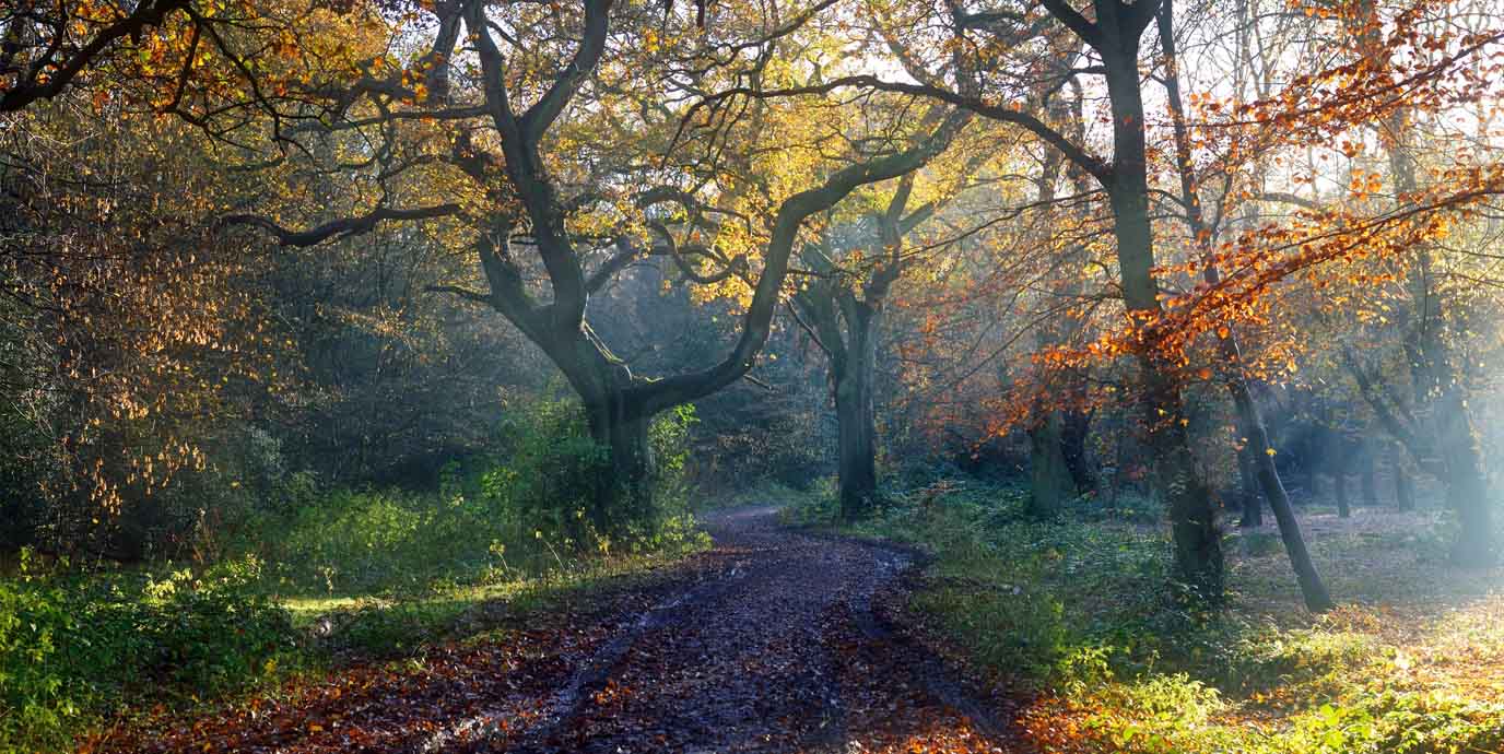 Epping Forest