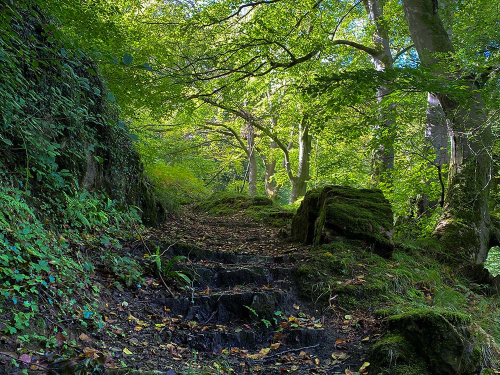 Clydach - woodland steps