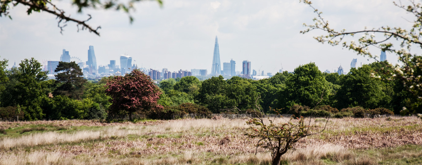 Richmond Park with London Skyline