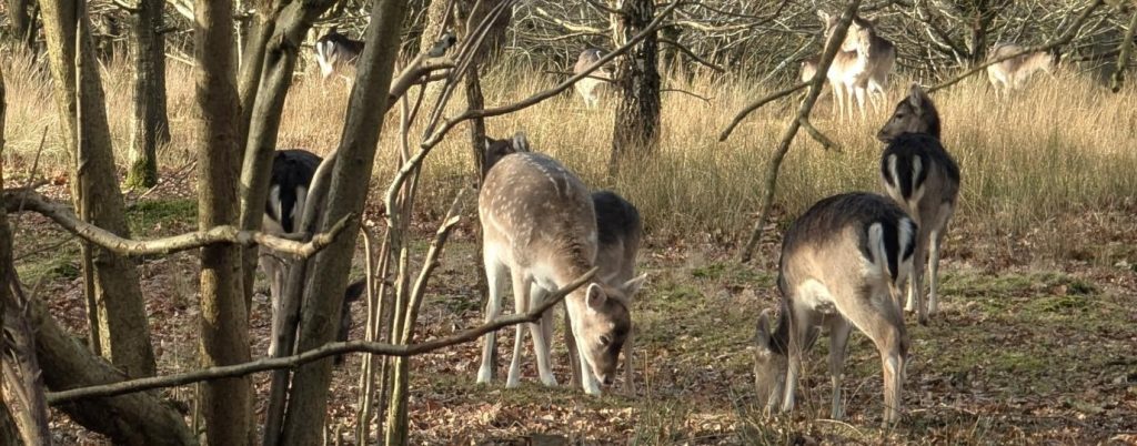 deer in woodland