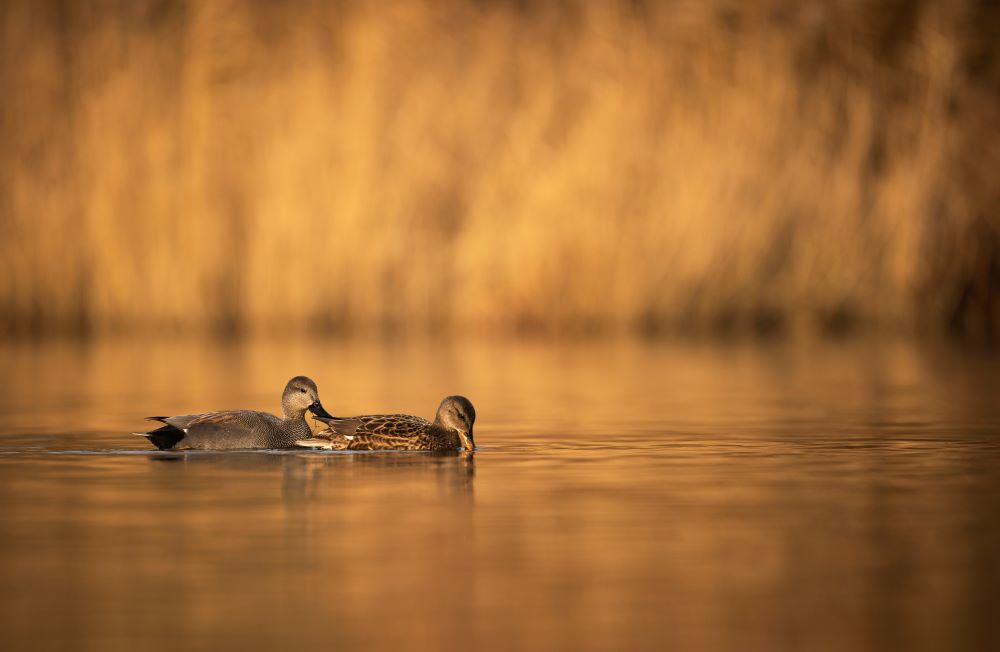 Gadwall Anas strepera