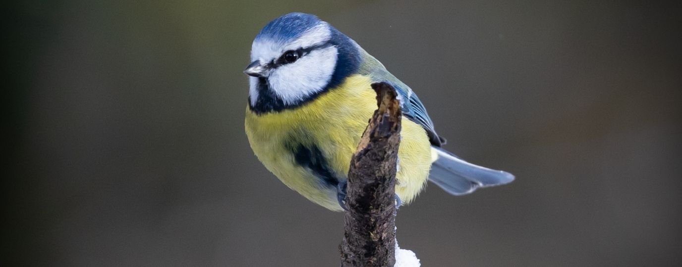 blue tit