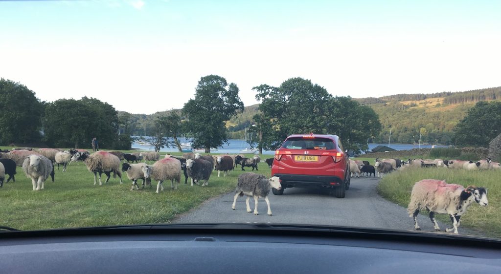 sheep on a road