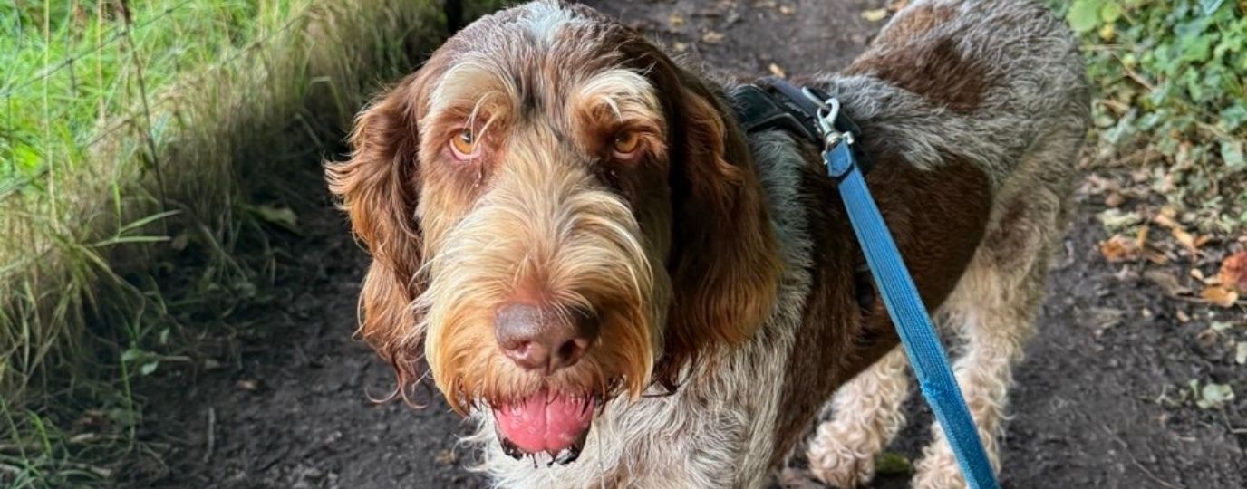 elmo the italian spinone