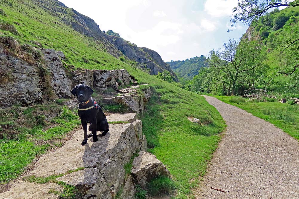 Jim the dog sat on a rock 