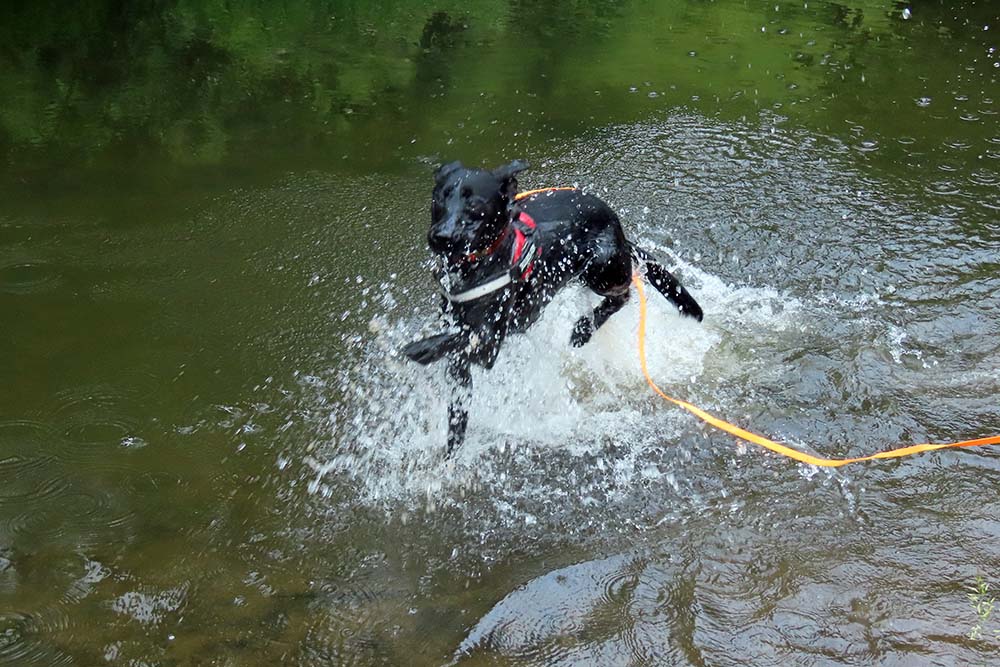 black labrador splashing in the water with a stick