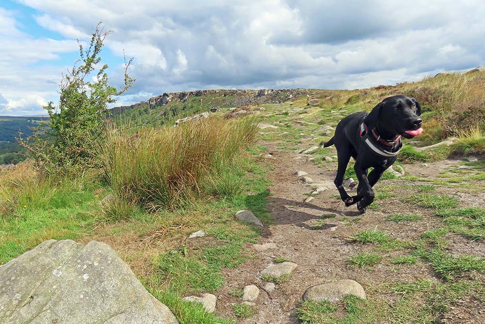 Jim the black lab running