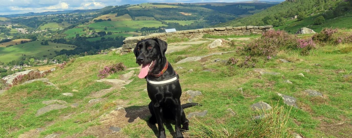 Jim the Black Labrador with the peak district in the background