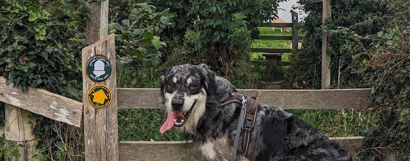 new sheep worrying laws