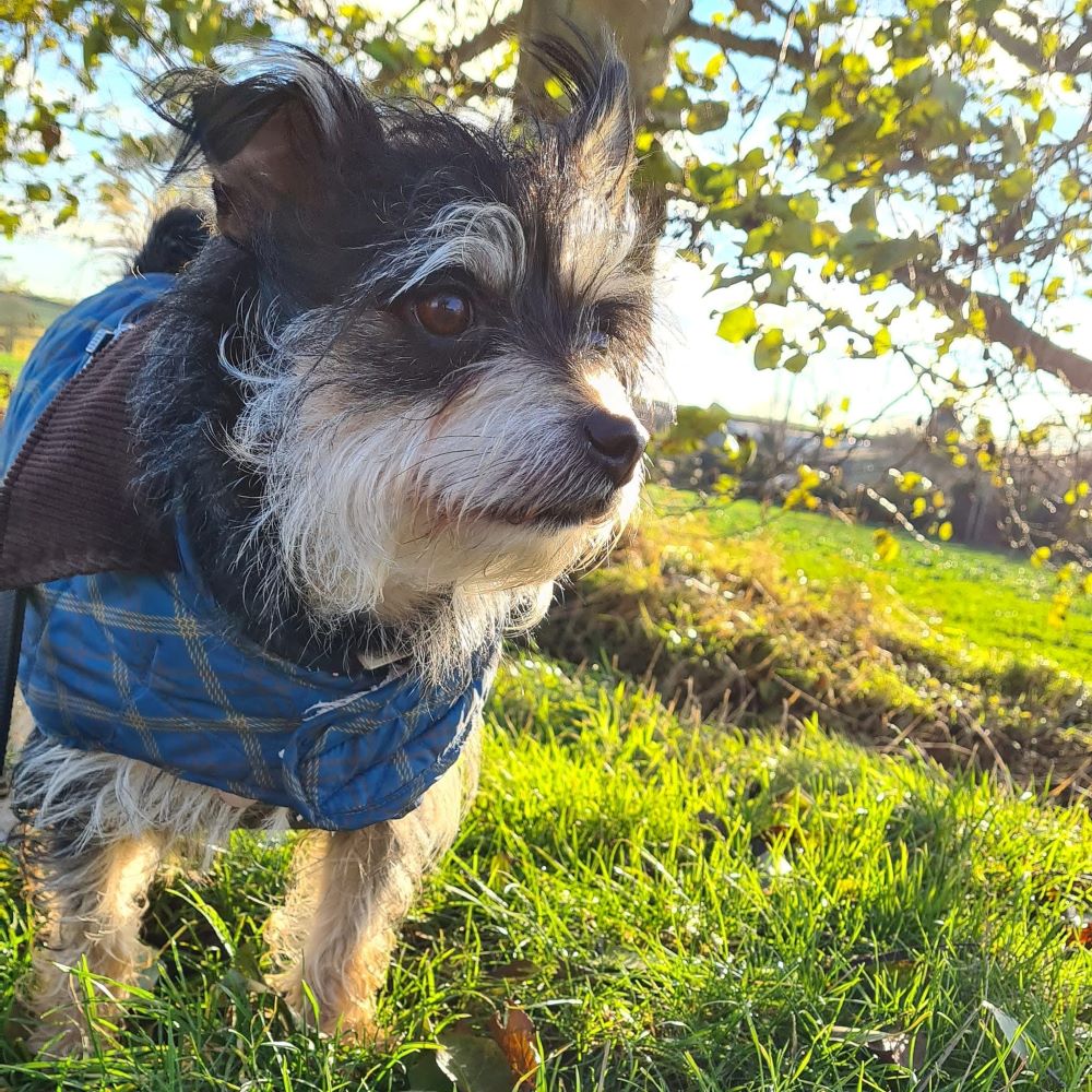 ted the terrier wearing a jacket