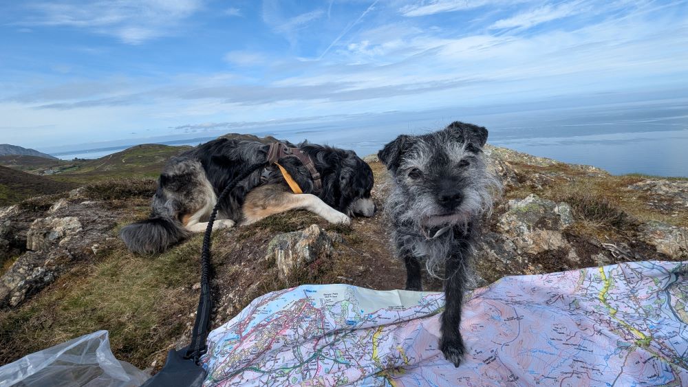 a terrier on a map with a larger dog in the background and views of the sea