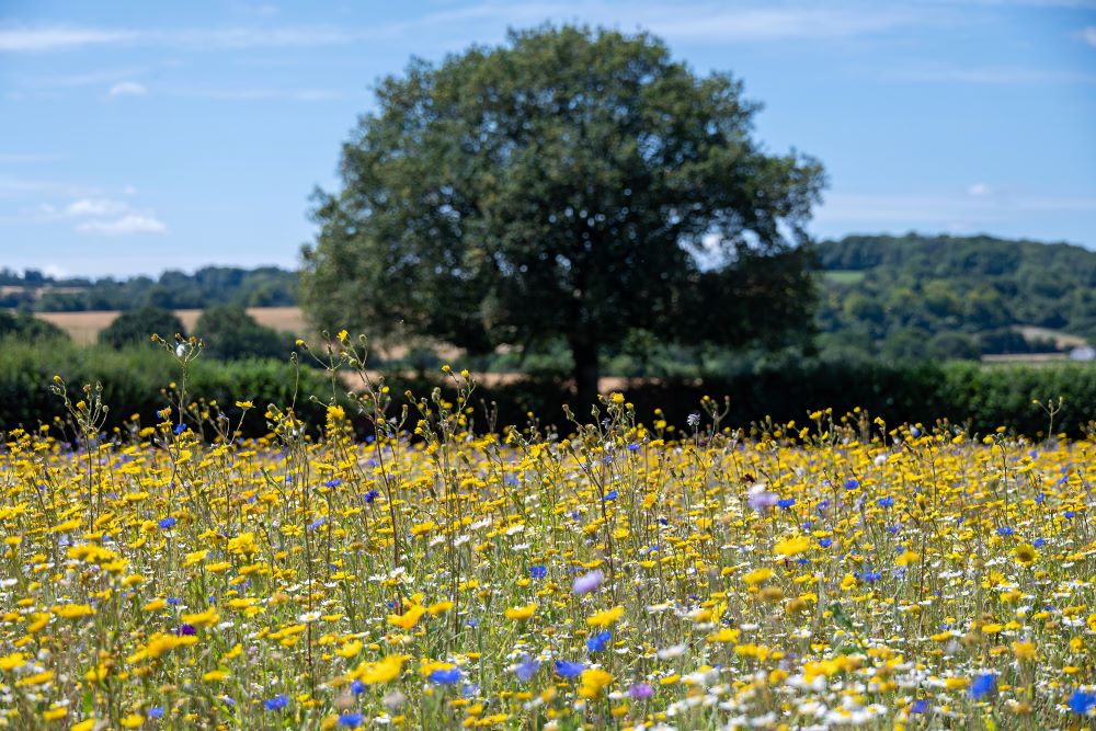 wildflower meadow