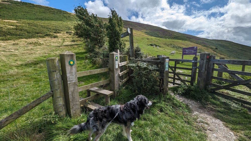 a dog in front of a stile with green hills behind and sheep