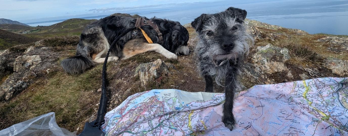 a terrier stood on a map