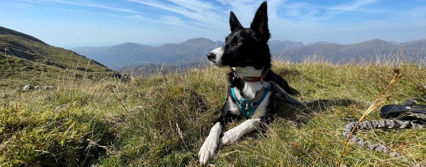 Tilly the collie on Cnicht