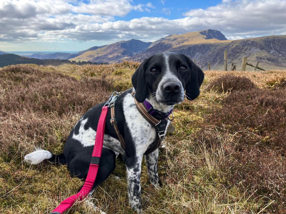 iska the beagle cross