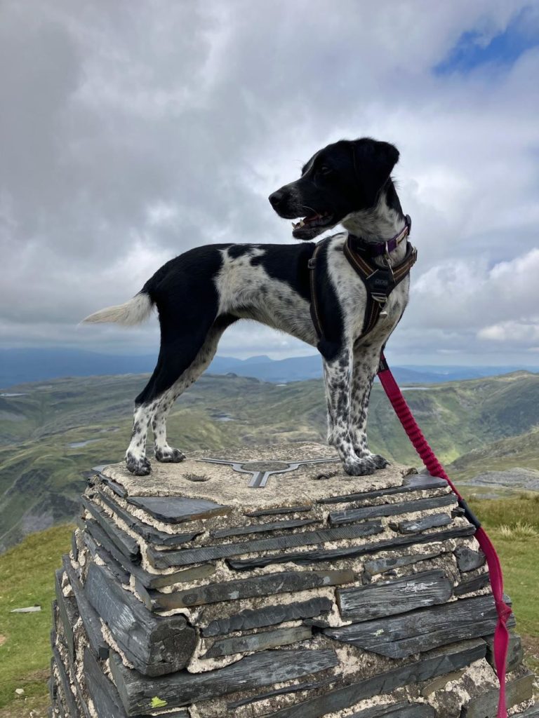 isca on moelwyn mawr