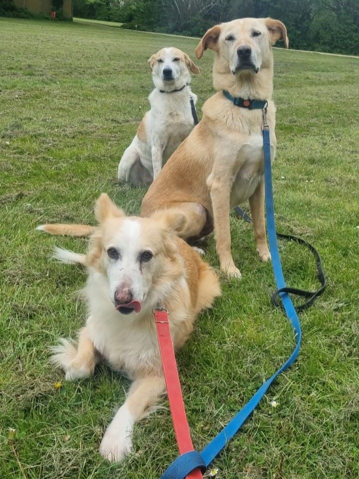 3 well behaved dogs sitting on the grass
