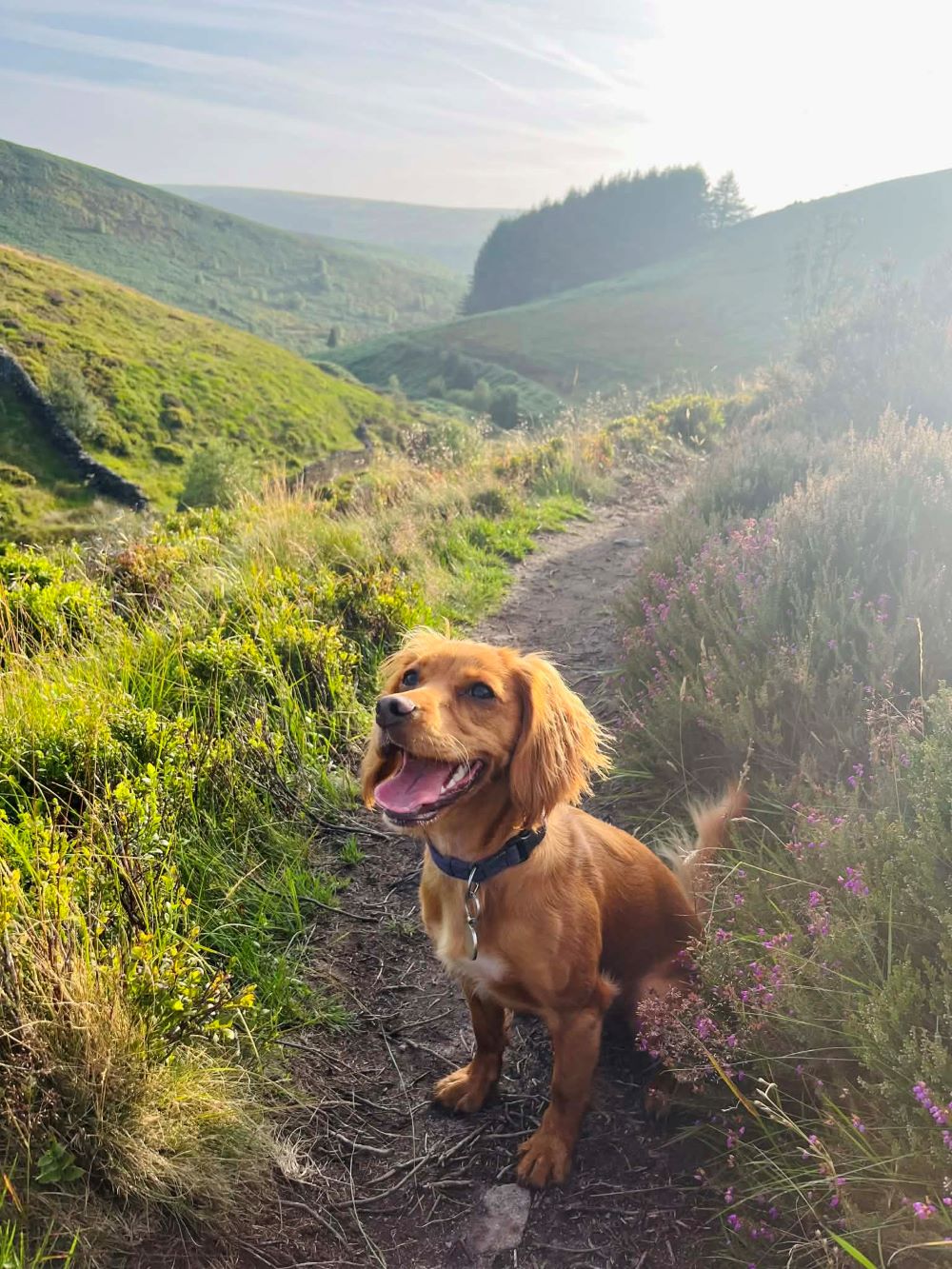 Nori the Cocker Spaniel