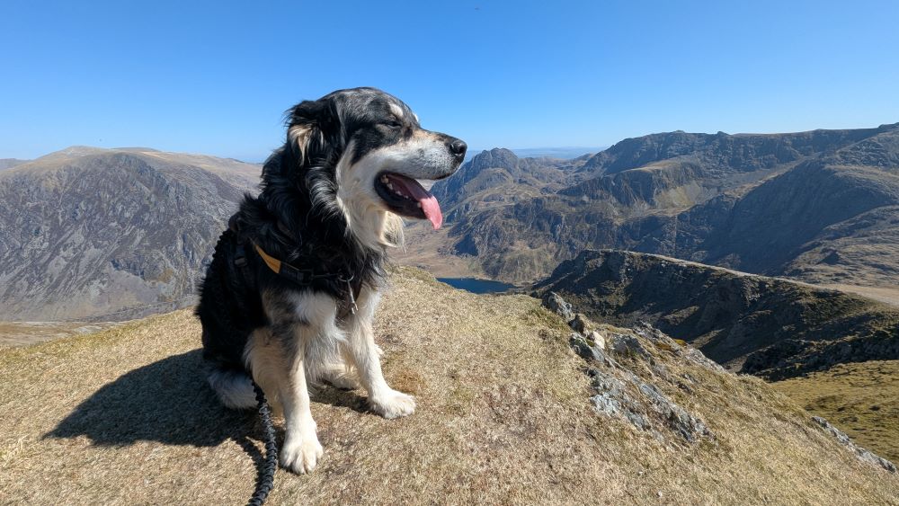 Ziggy on Y Garn