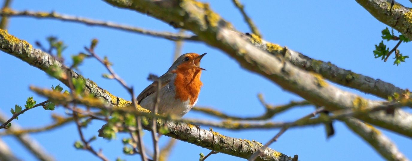 robin singing