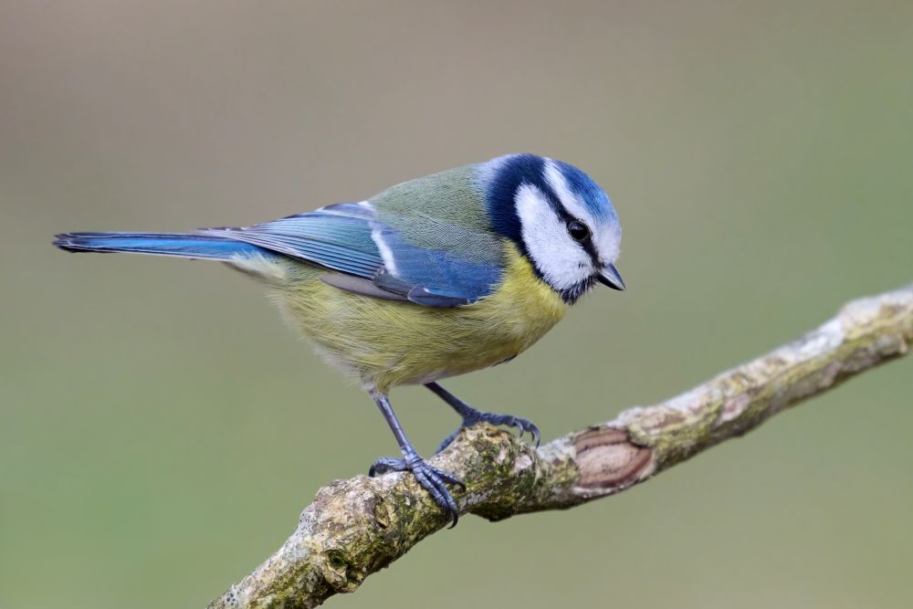 blue tit