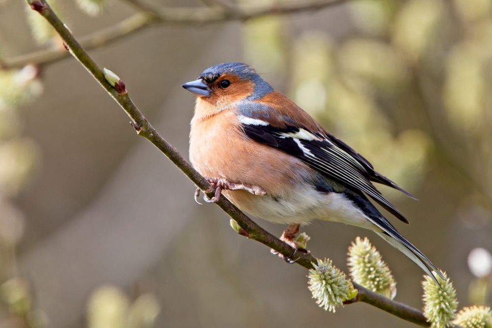 chaffinch