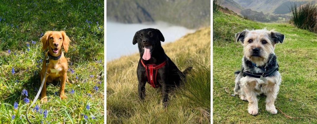 three dogs 