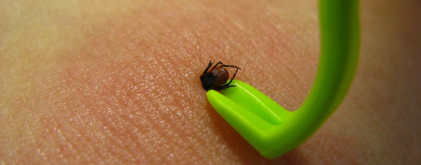 removing a tick with a green tick twister