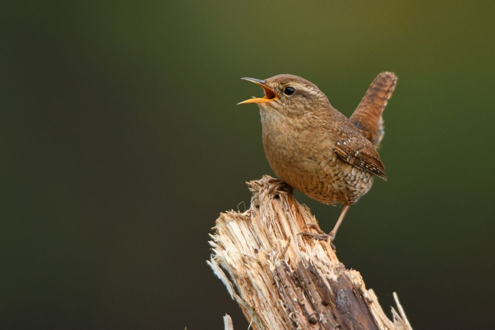 a wren singing