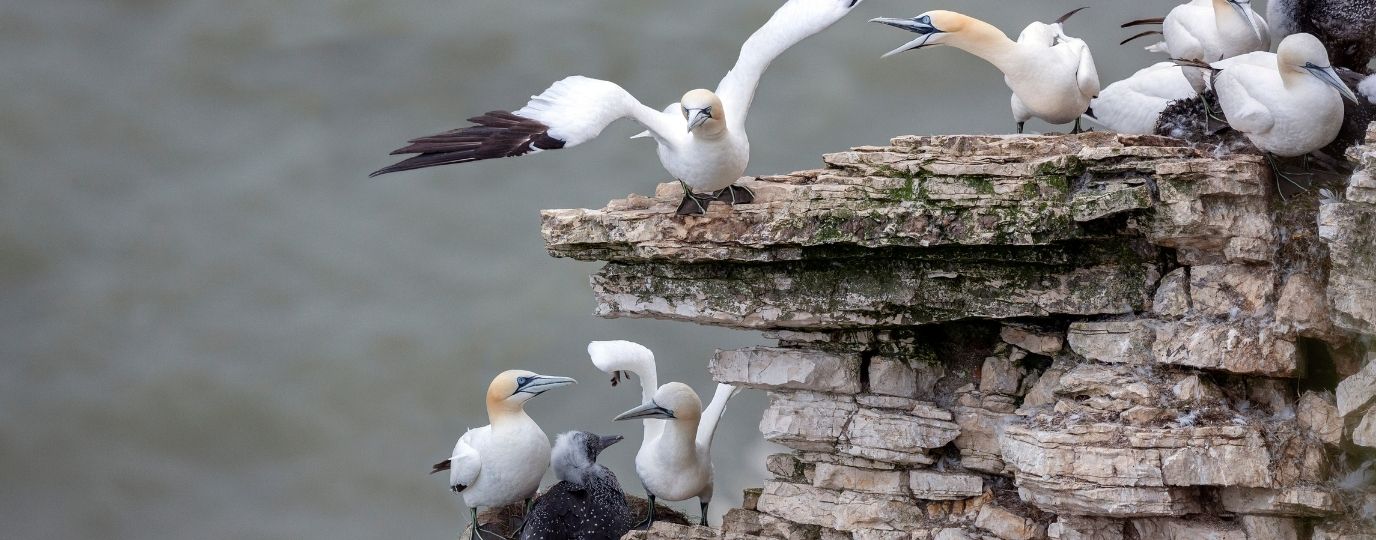 seabirds on a cliff