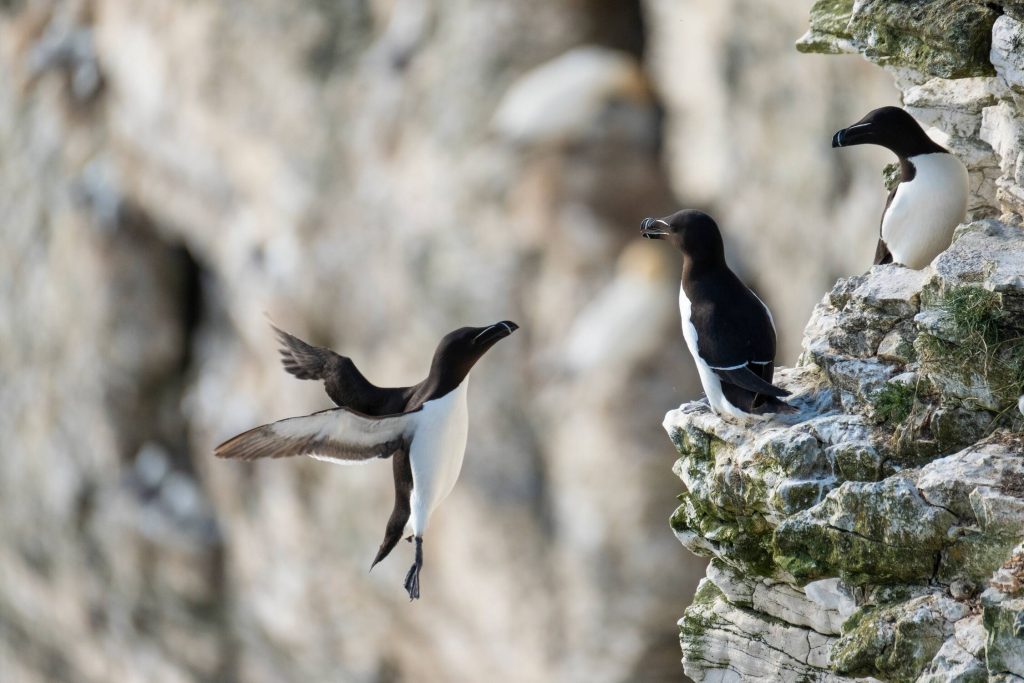 Razor bill sea bird