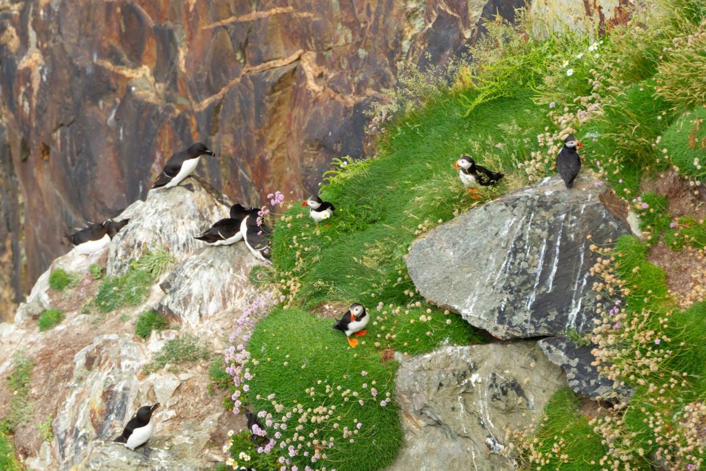puffins