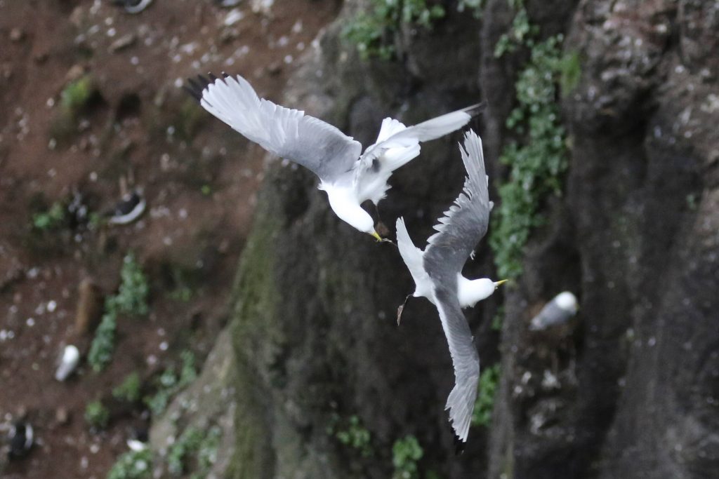 Kittiwake Rissa tridactyla