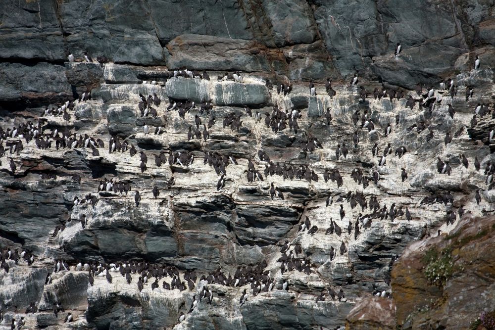 thousands of birds on south stack