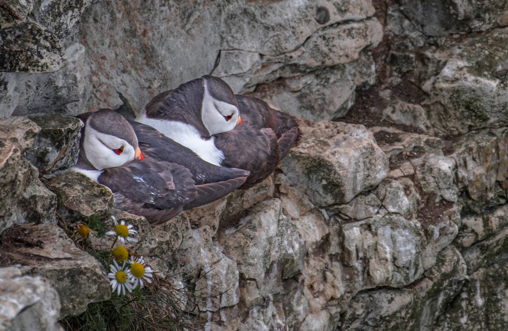 Atlantic puffin Fratercula arctica