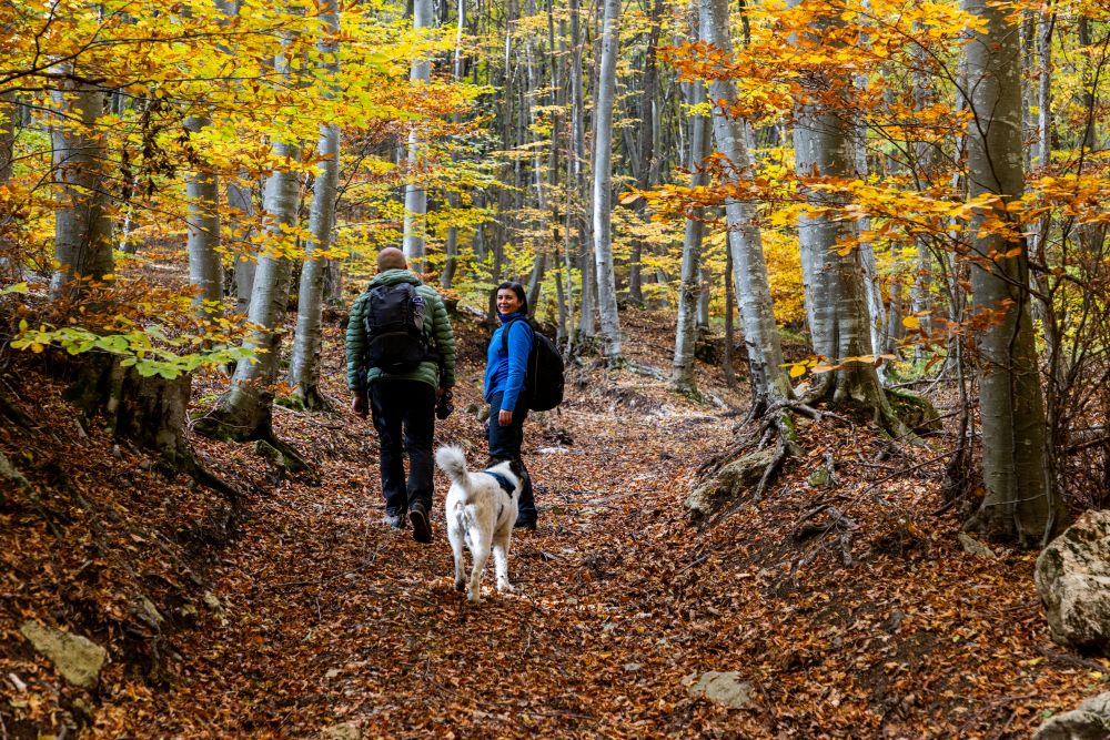 a couple with a dog in autumn in the woods