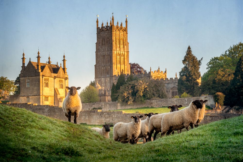 Cotswold sheep neer Chipping Campden in Gloucestershire