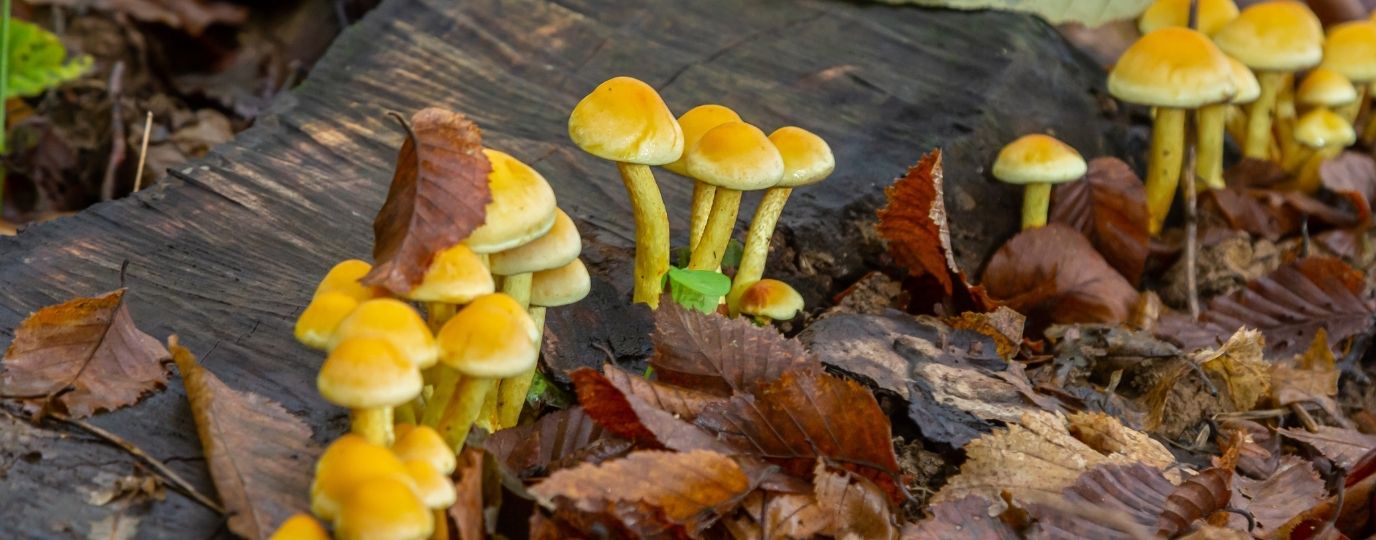sulphur tuft on a dead trunk