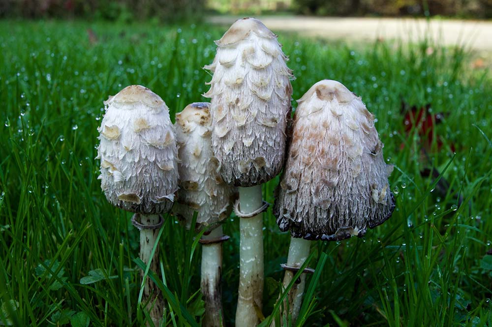 Shaggy Inkcap (Coprinus comatus)