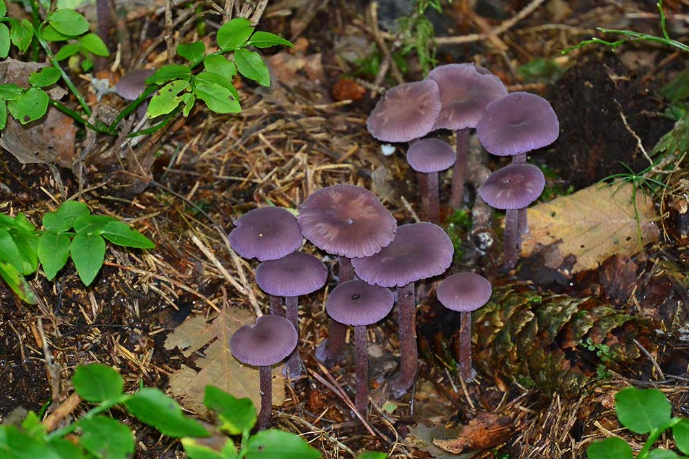 Close-Up of A Common Earthball Surrounded by Lush Green Moss and Dried Leaves