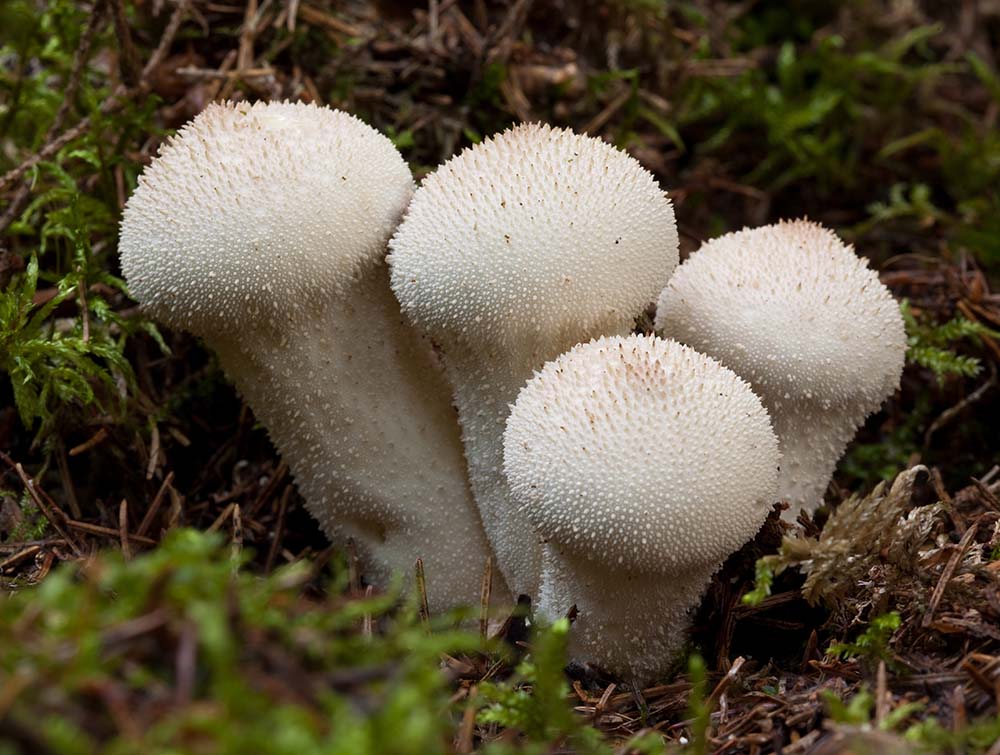  Common Puffball (Lycoperdon perlatum)