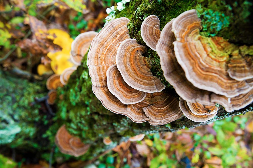 Turkey Tail (Trametes versicolor)