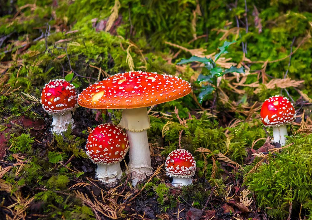 Fly Agaric (Amanita muscaria)