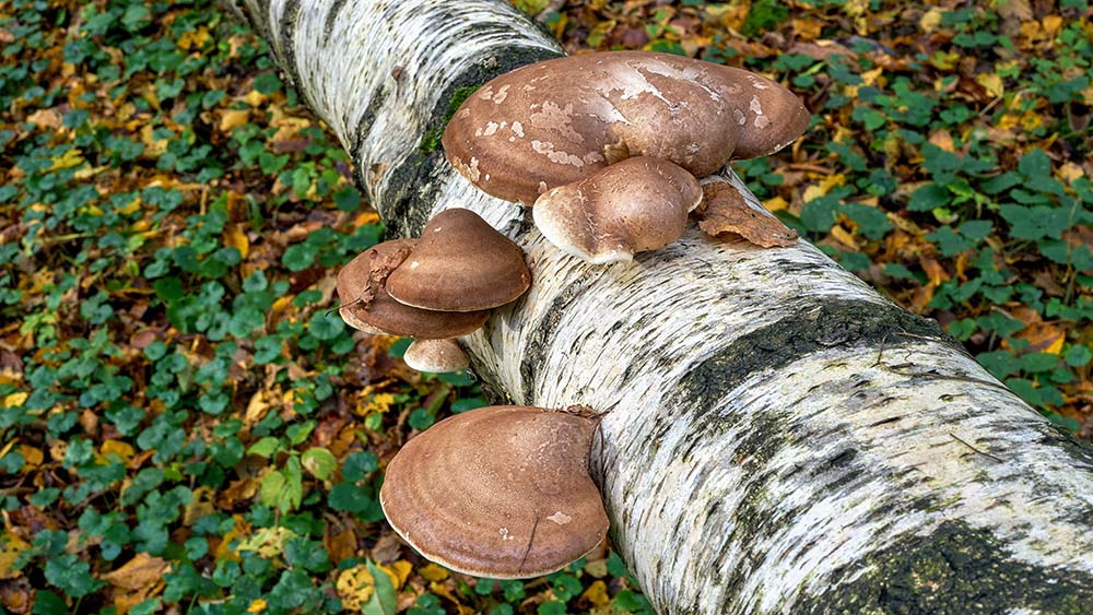 Birch Polypore (Fomitopsis betulina)