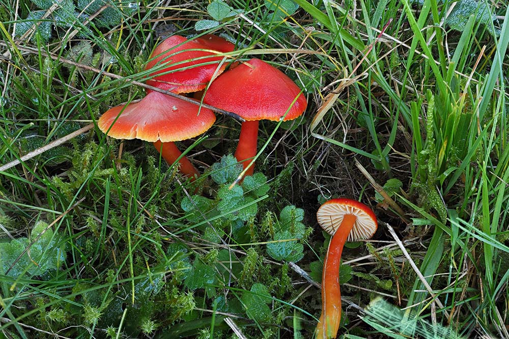 Scarlet Waxcap (Hygrocybe coccinea)