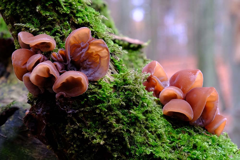 Jelly Ear (Auricularia auricula-judae)