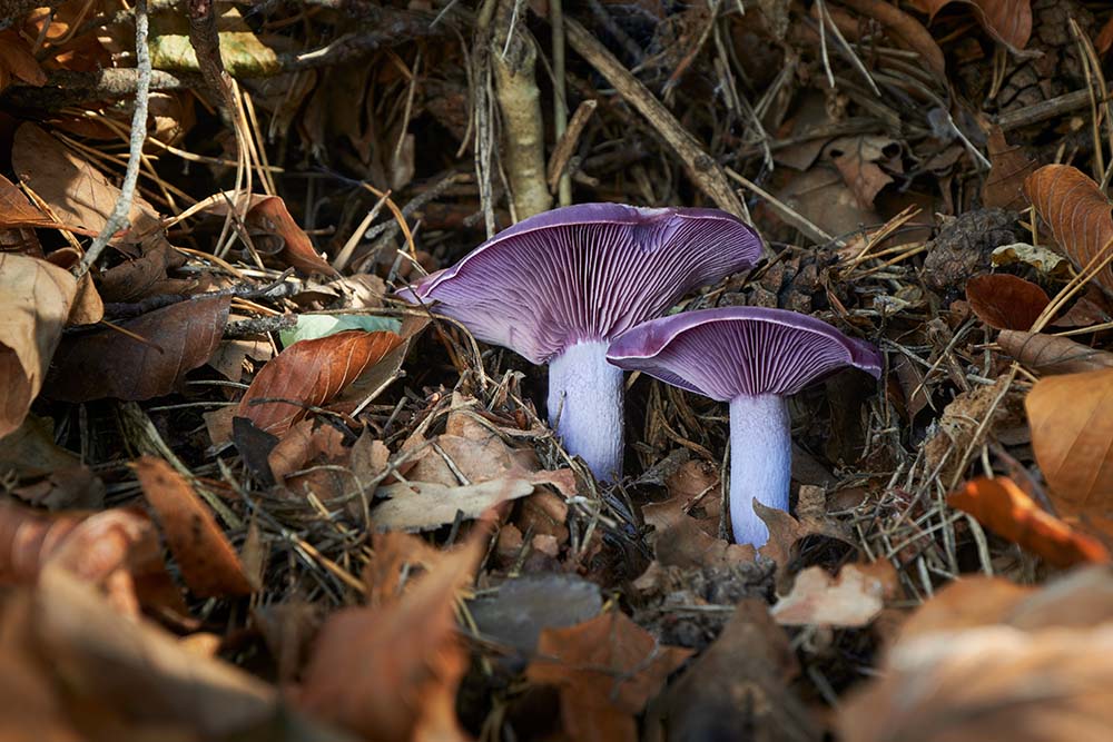 Wood Blewit (Lepista nuda)
