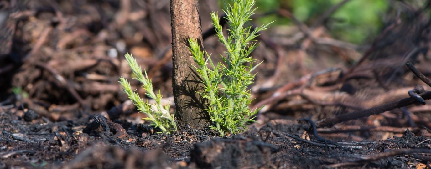 recovery after a wild fire - gorse