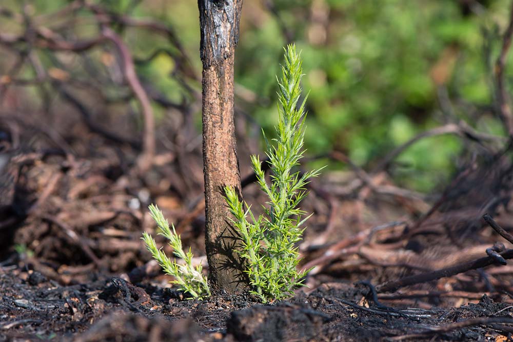 Gorse after fire